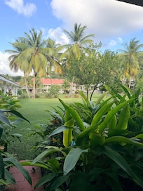View from a Garden view room