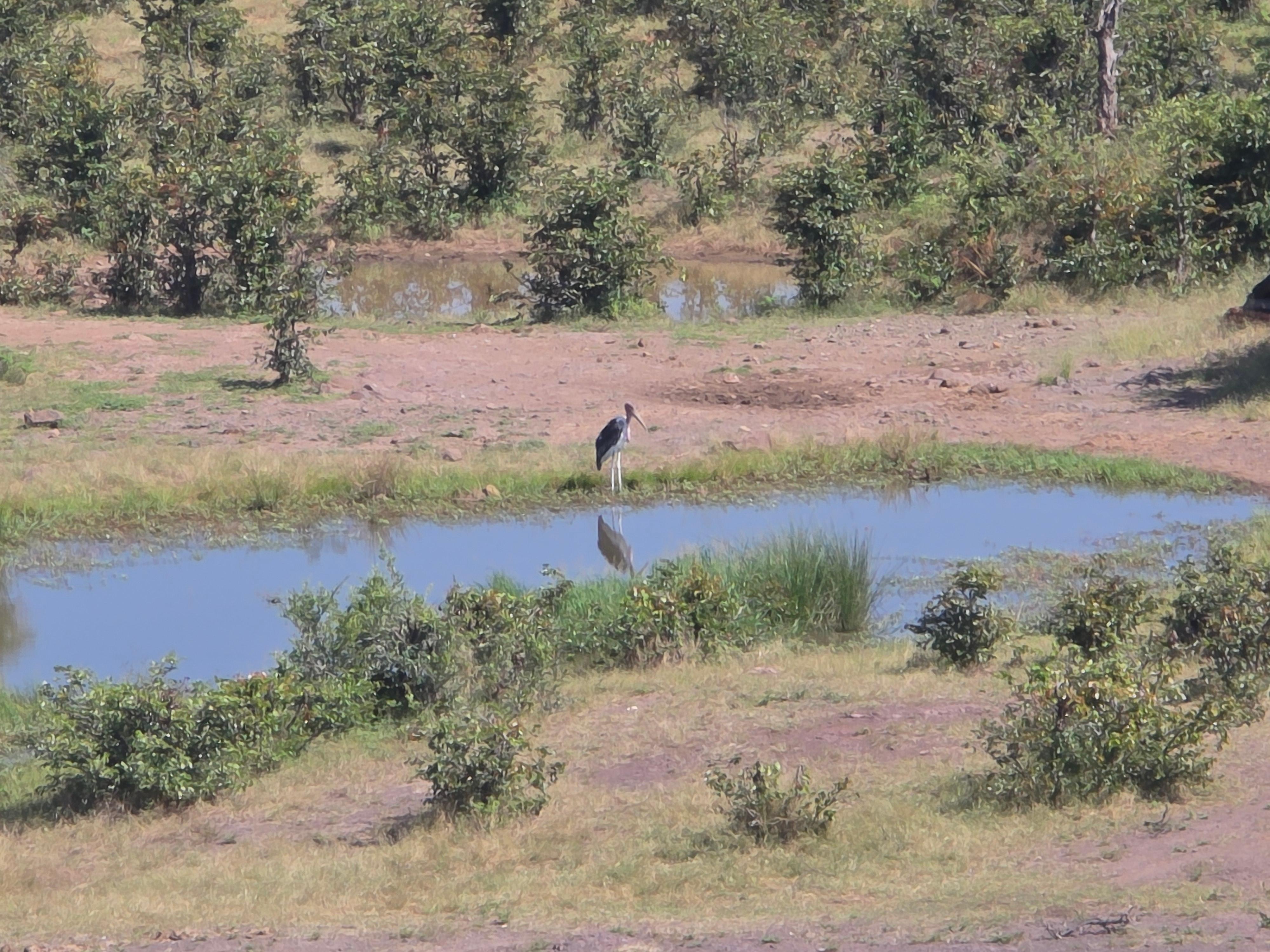 Maribu vulture at water hole