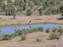 Maribu vulture at water hole