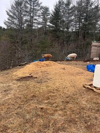 pigs outside :)