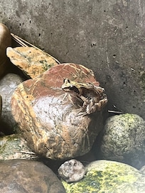 Frog outside!