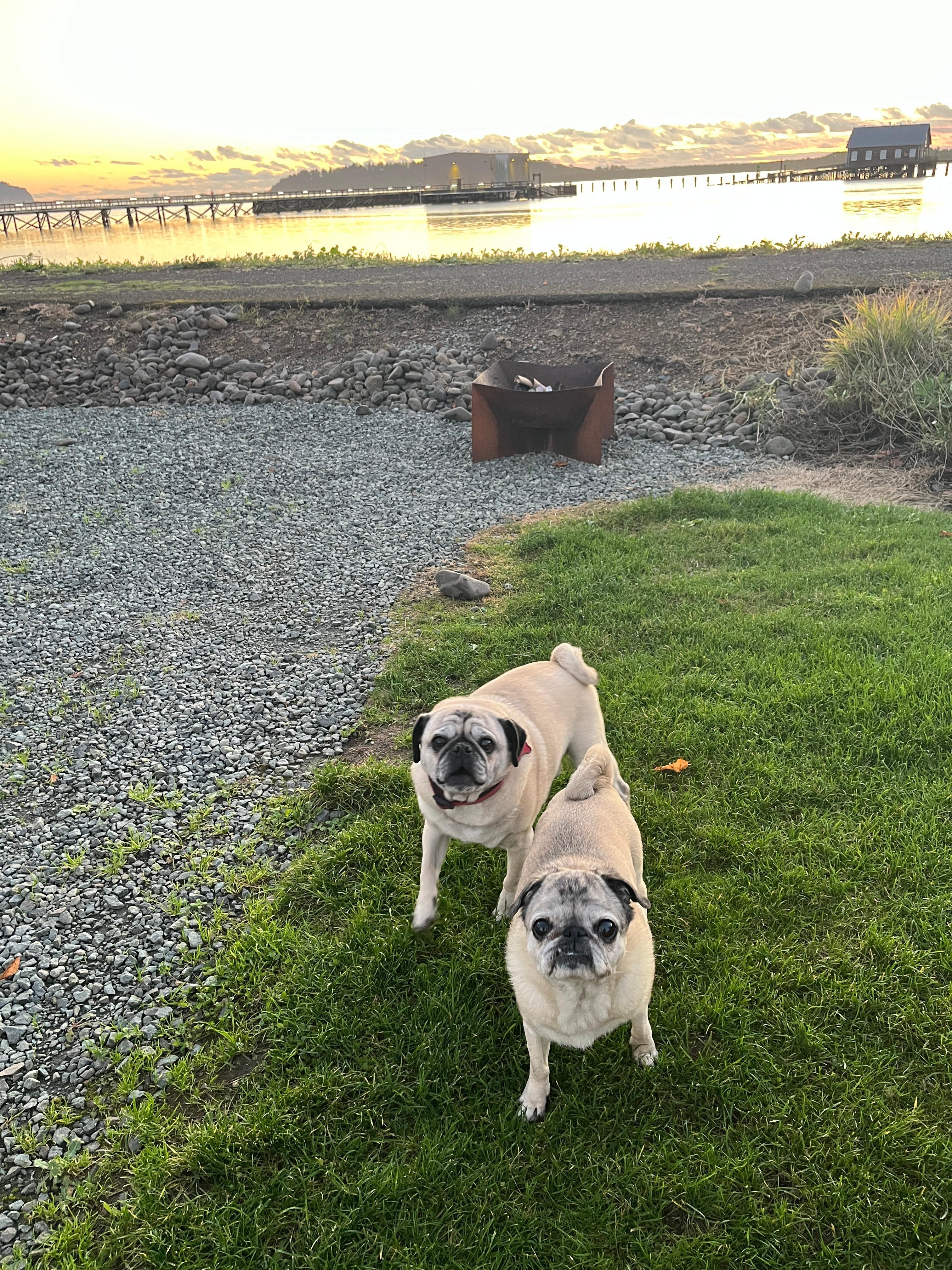 Pugs at sunset over Tillamook Bay at Harborview Inn.