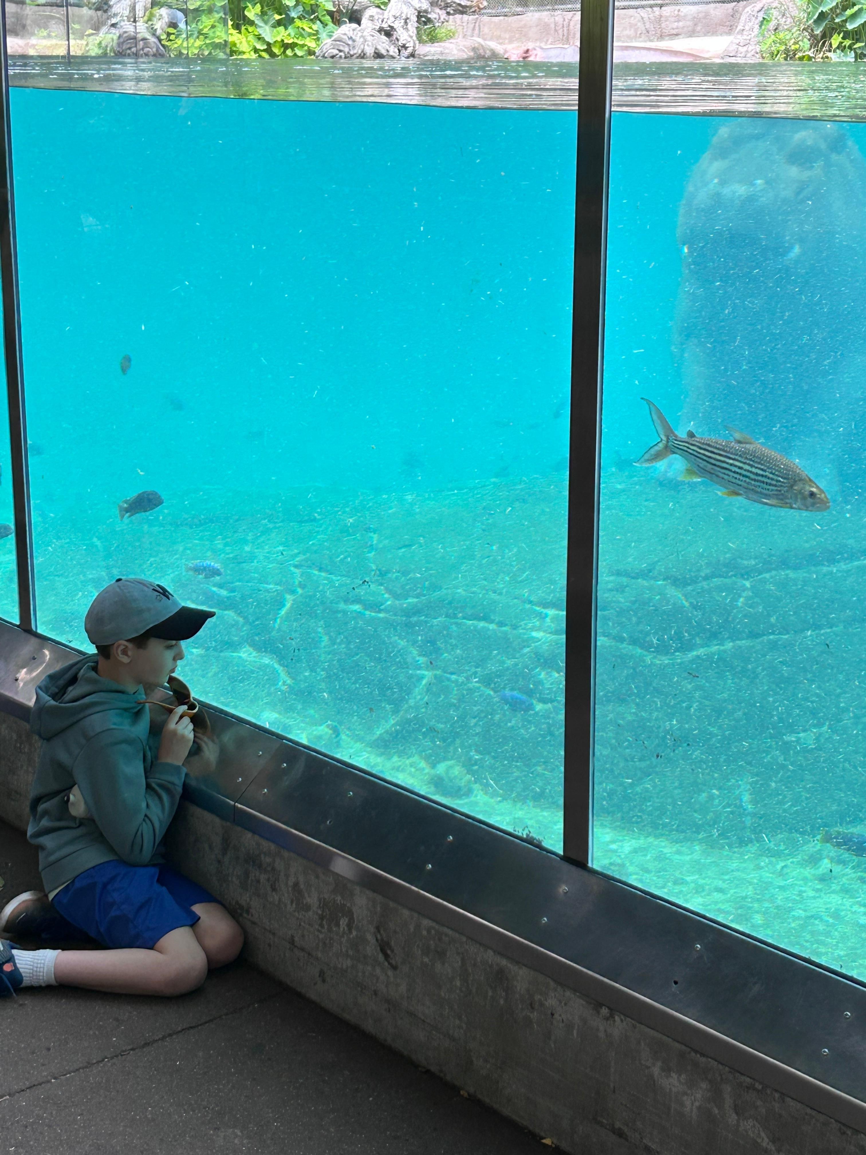 Hippos at the zoo