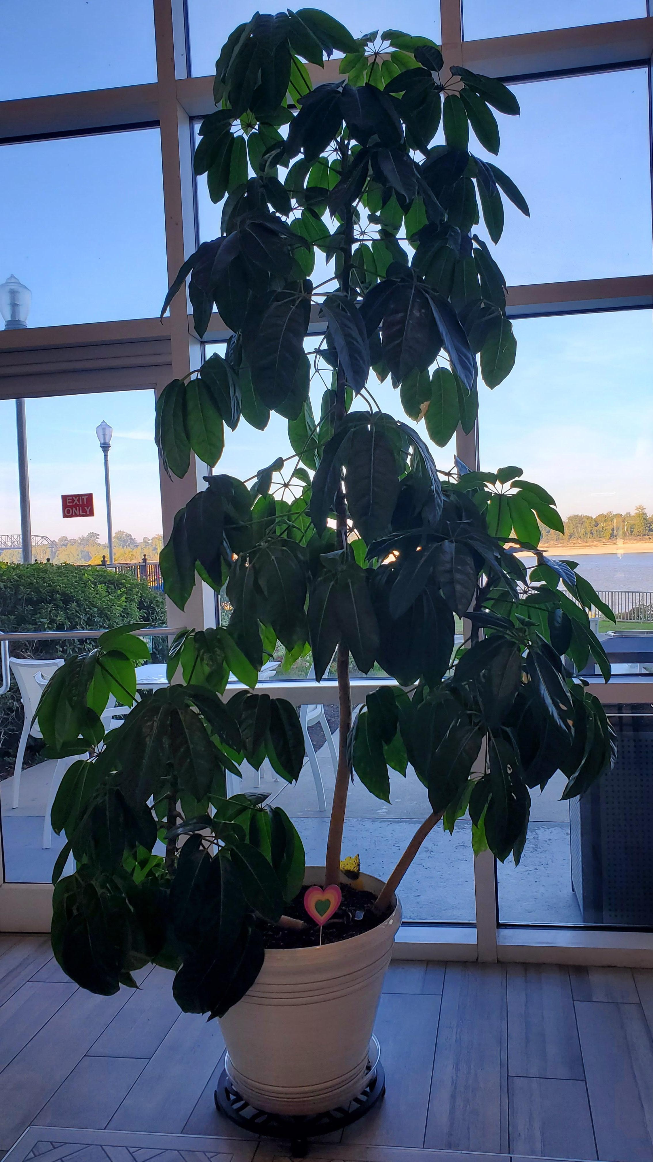 Umbrella tree in the lobby. 