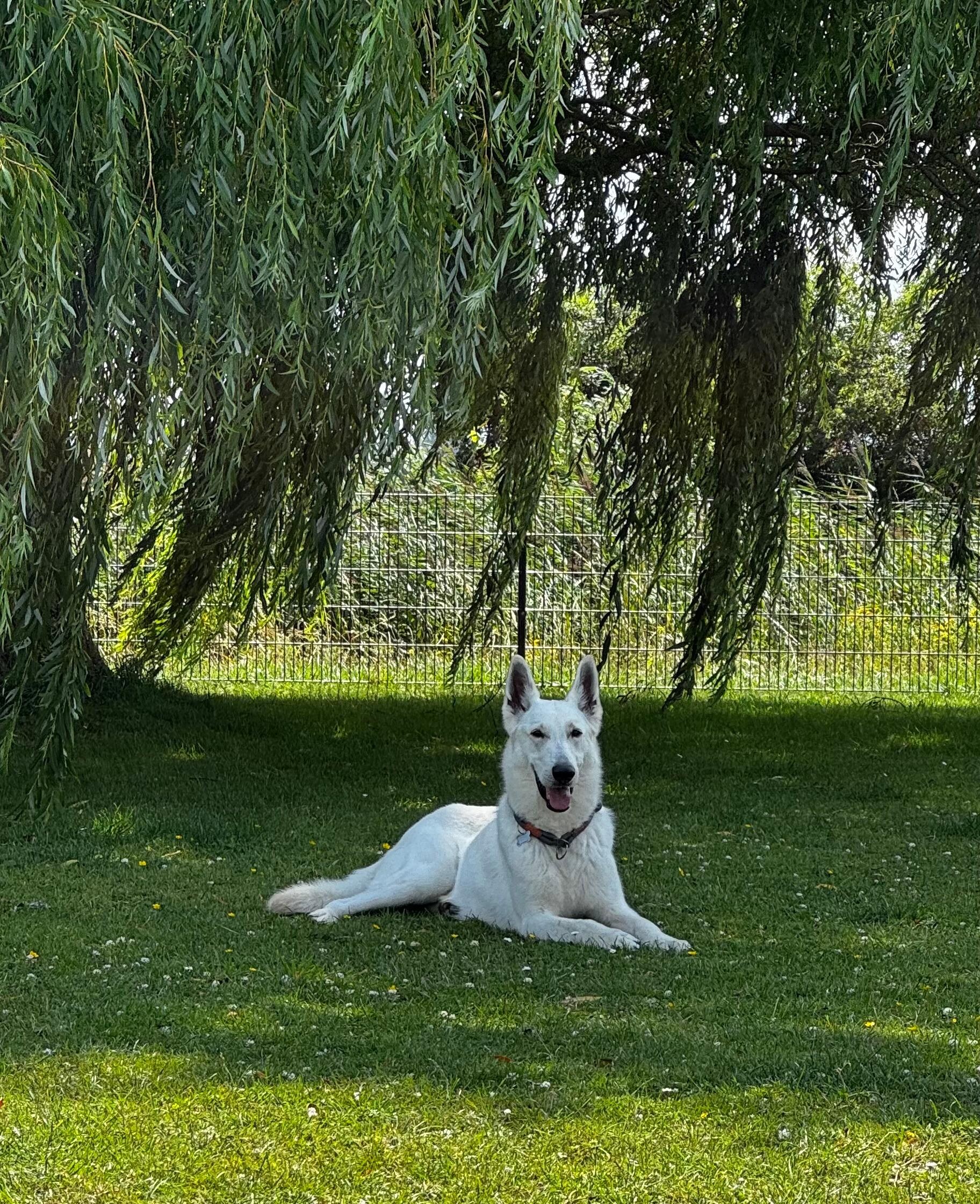 auch die Hunde waren glücklich 