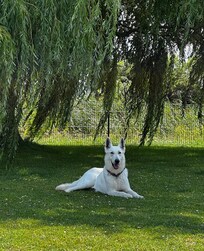 auch die Hunde waren glücklich