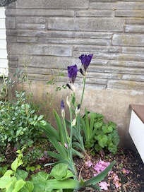 Glads about to open up near the door