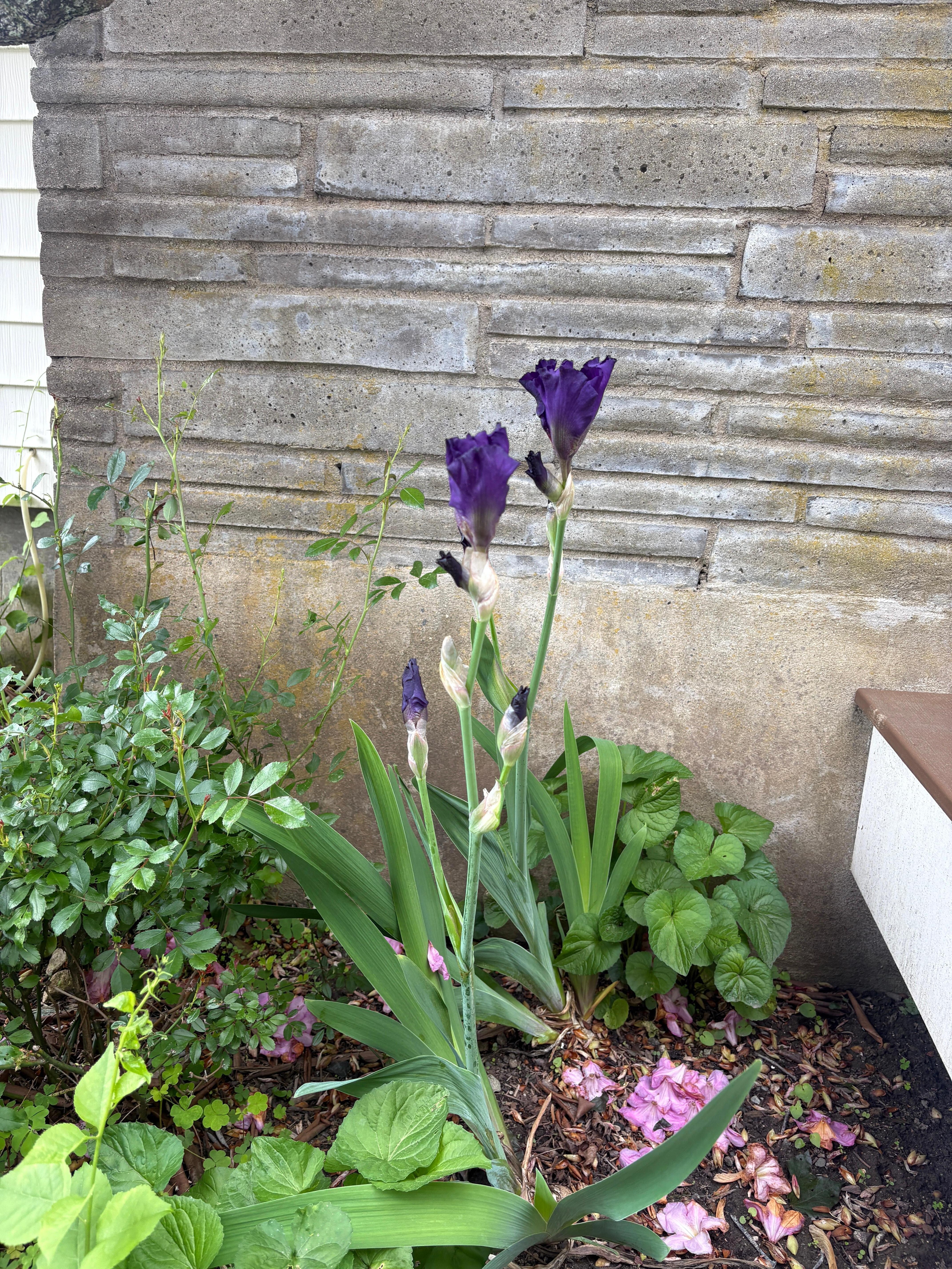 Glads about to open up near the door