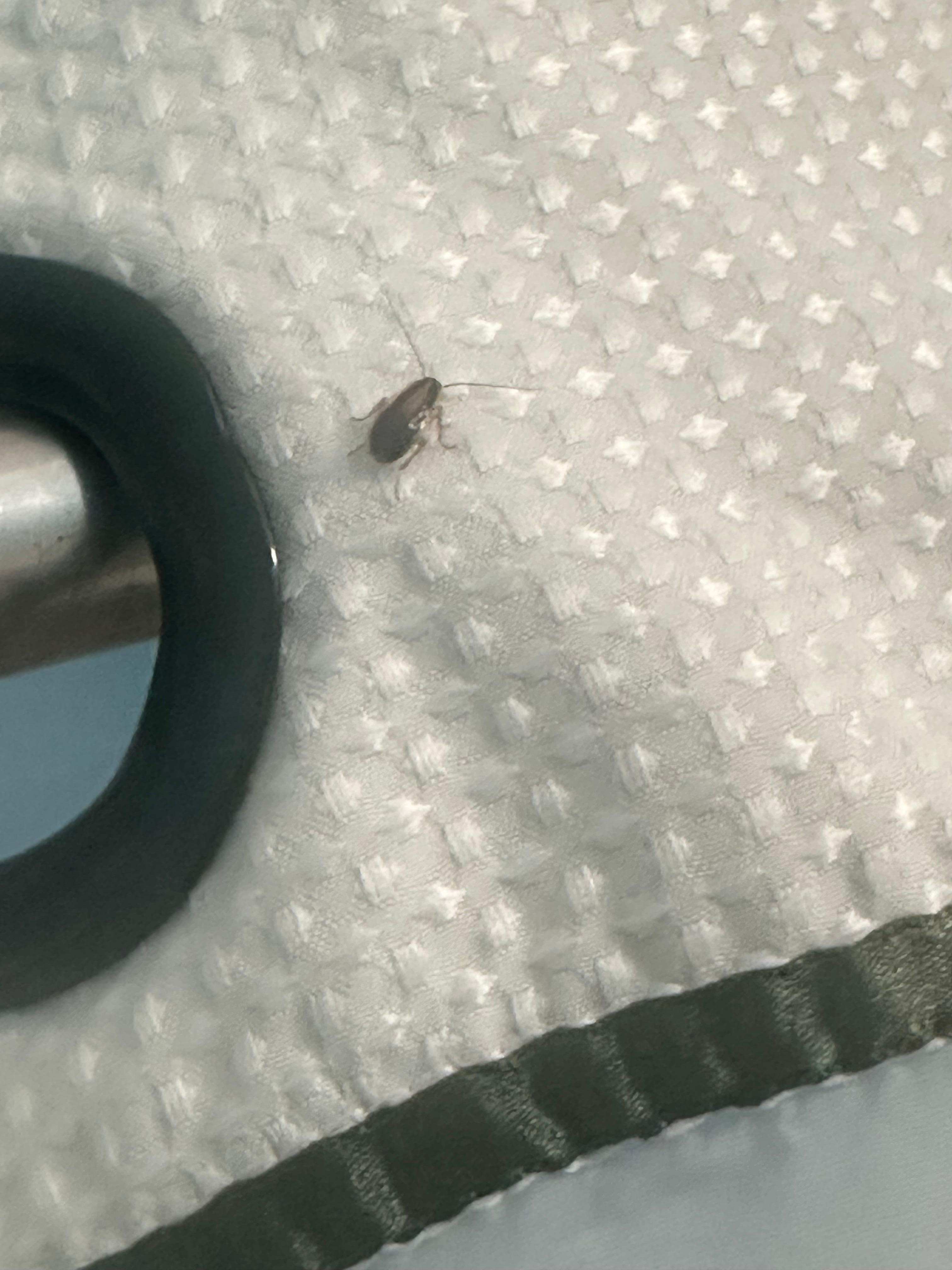 The countless roaches I’ve encountered here