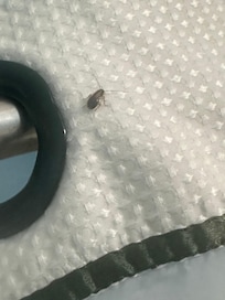 The countless roaches I’ve encountered here