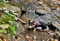 Host brought towels for our dogs so they could play in the creek