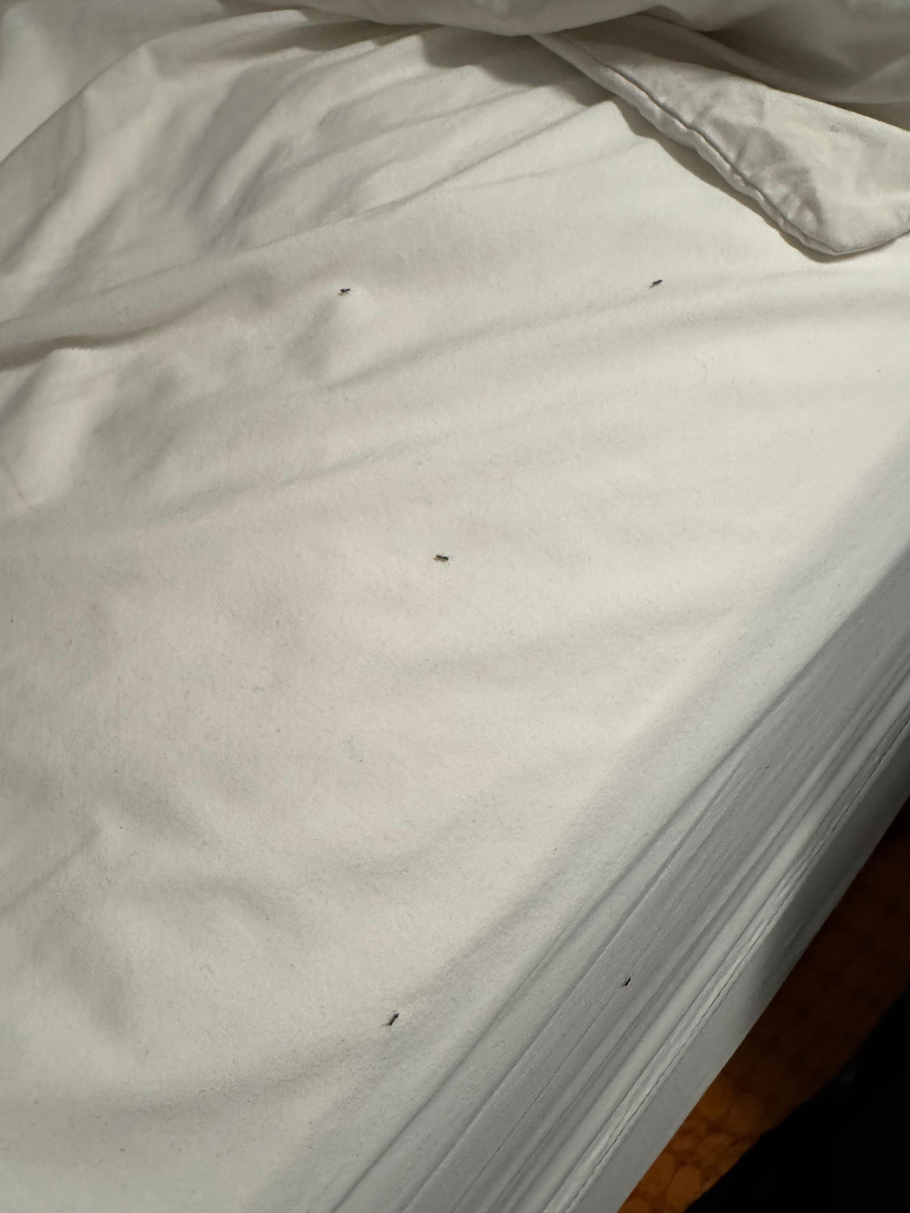 Ants in my bed.