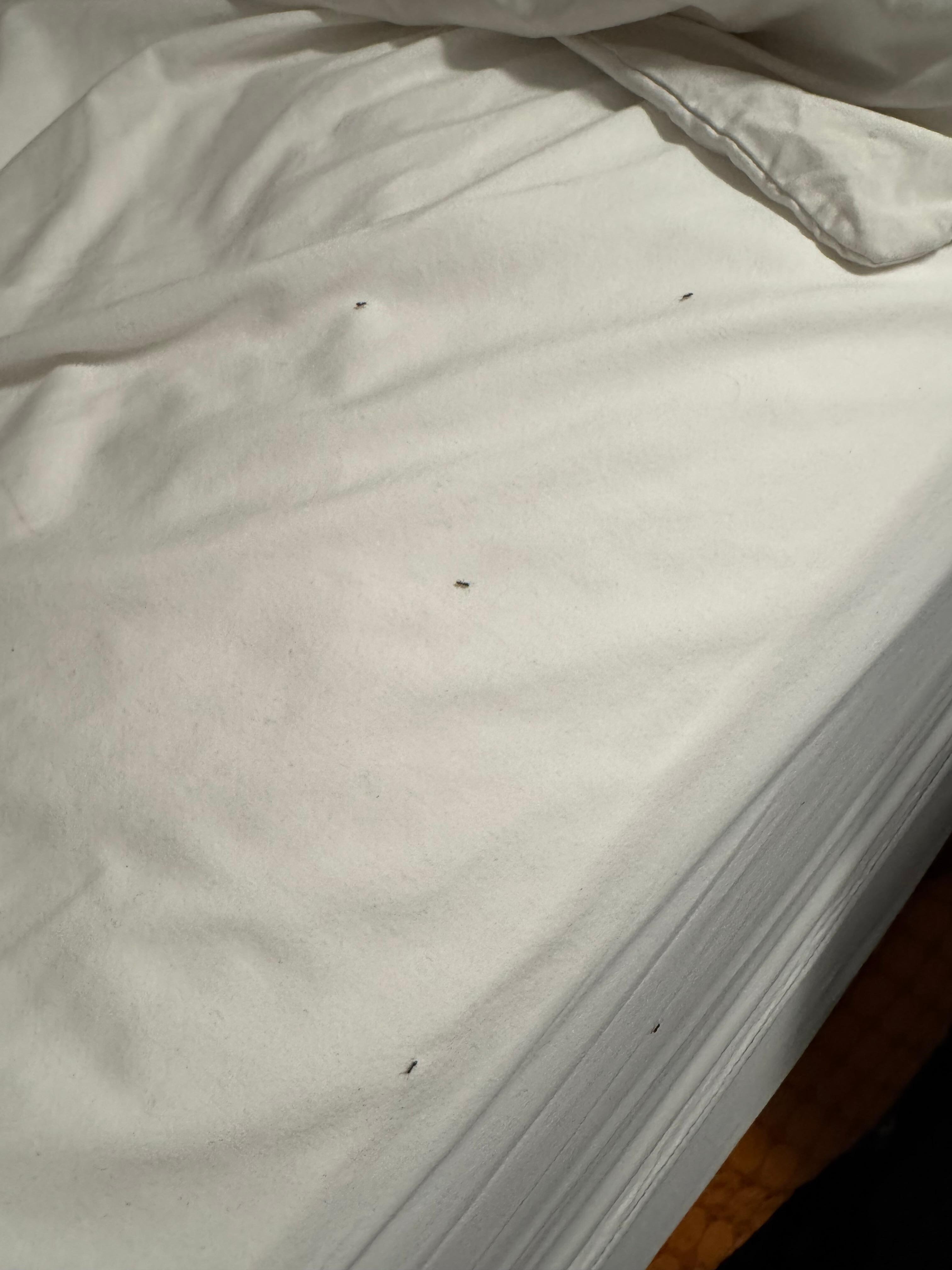 Ants in my bed.