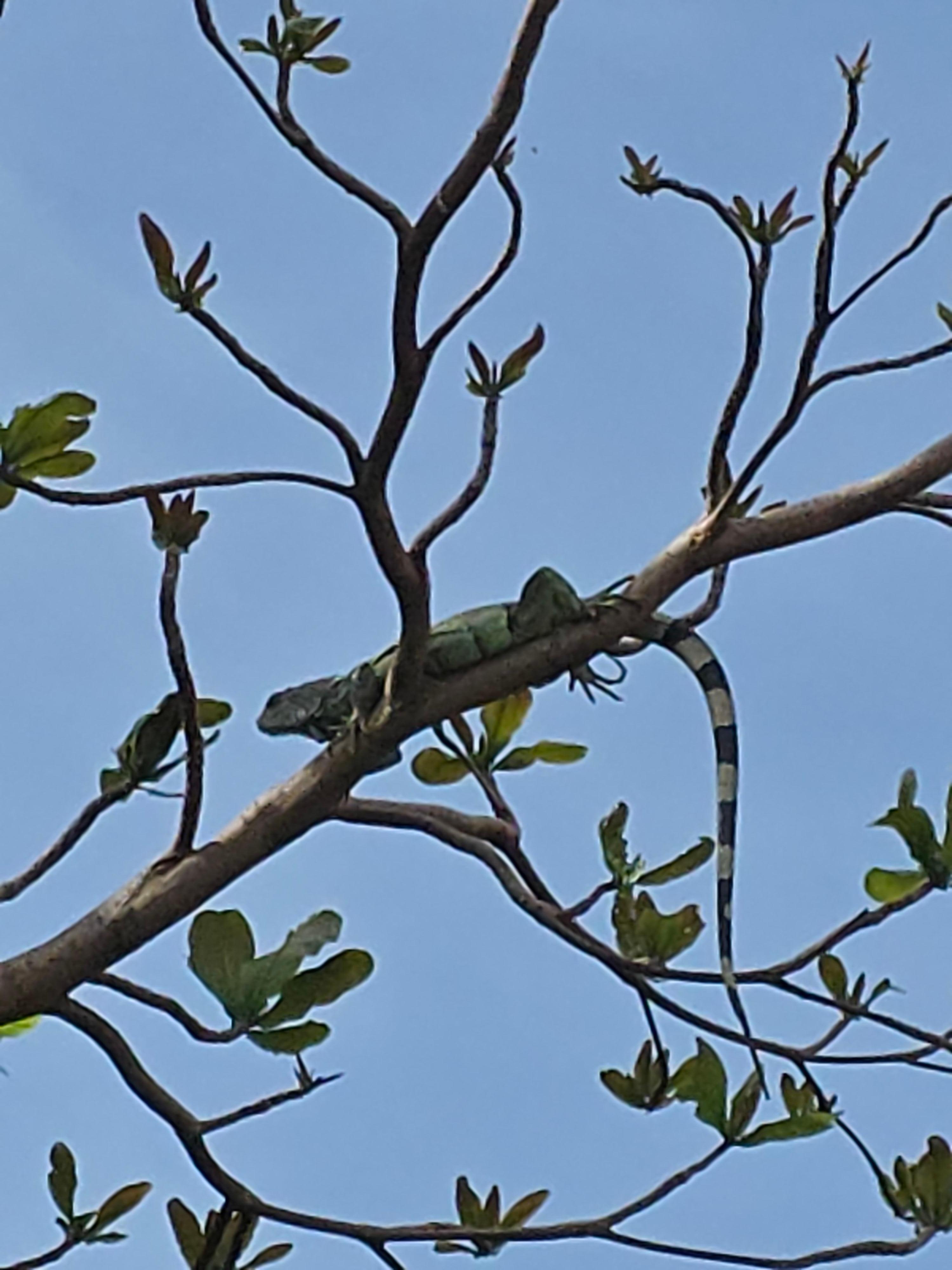 "Iguana tree" out back