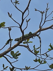 "Iguana tree" out back