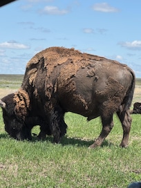 Buffalo in Badlands National Park