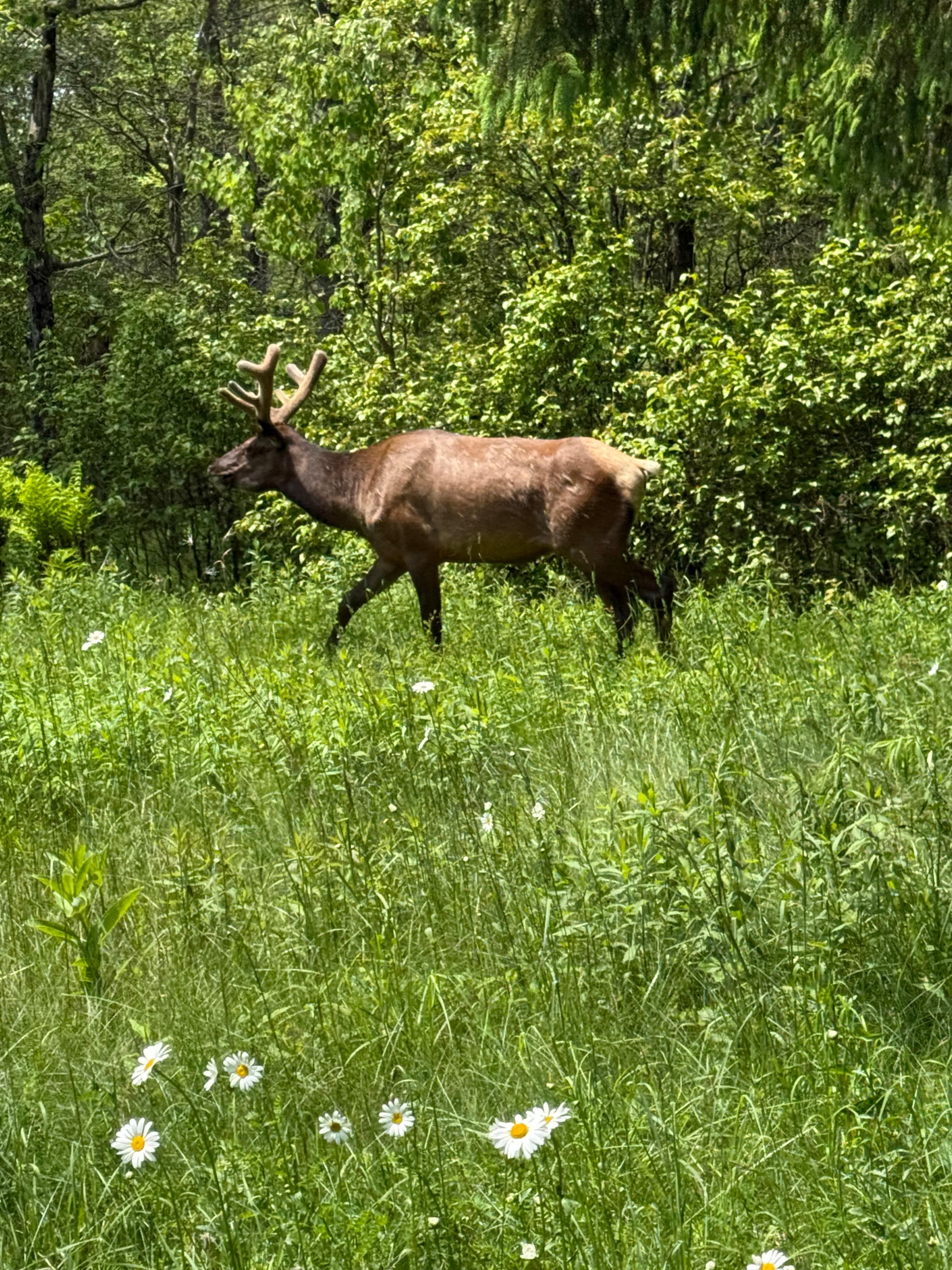 Saw a bunch of Elk on the way from Wharton 