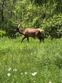 Saw a bunch of Elk on the way from Wharton