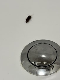 Didn’t want to share my room with cockroach nymphs