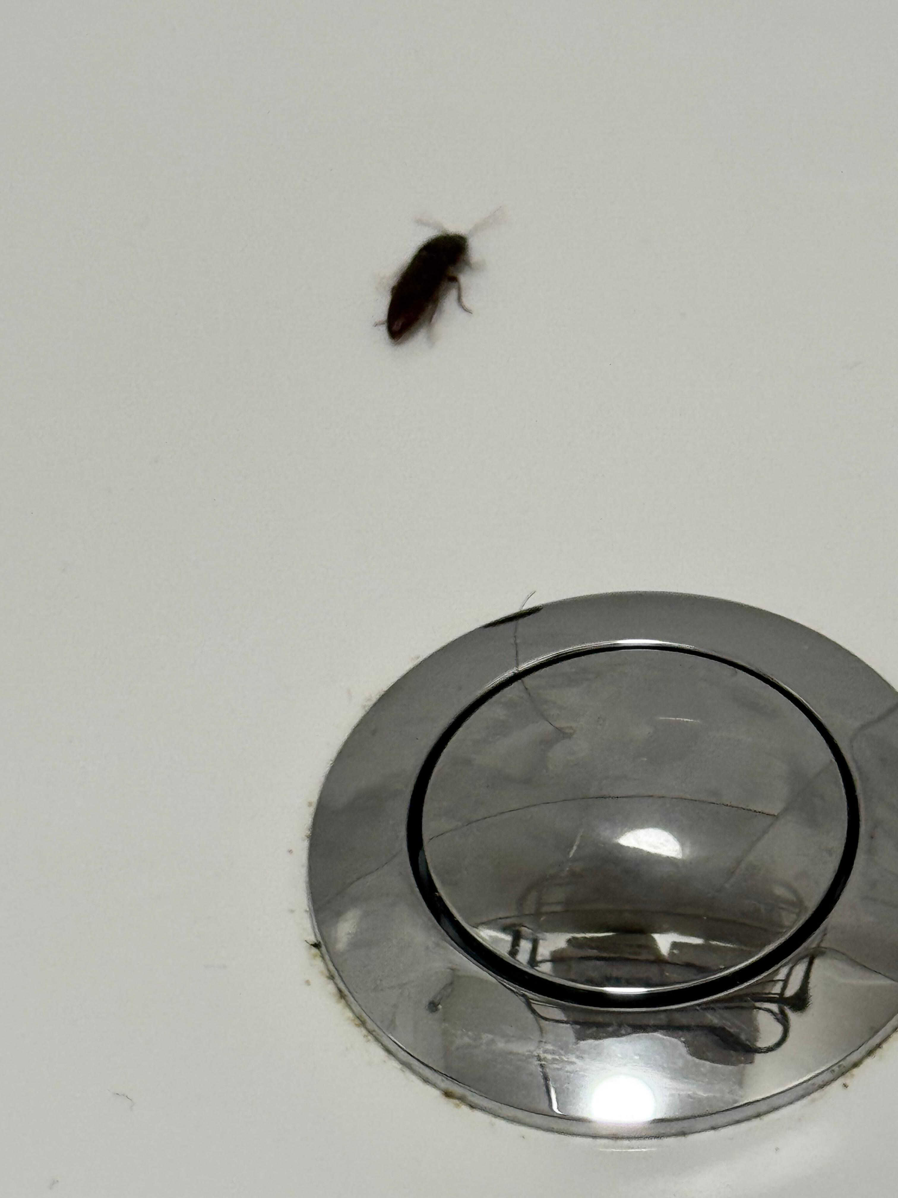 Didn’t want to share my room with cockroach nymphs