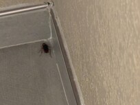 Roach