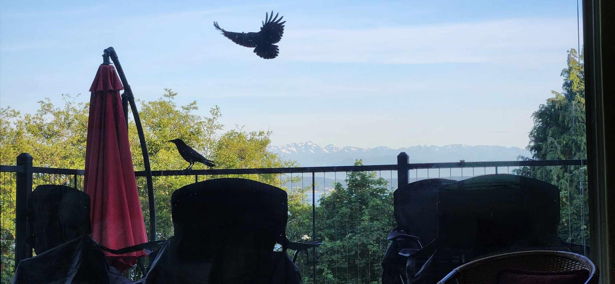 From the living room window in the morning