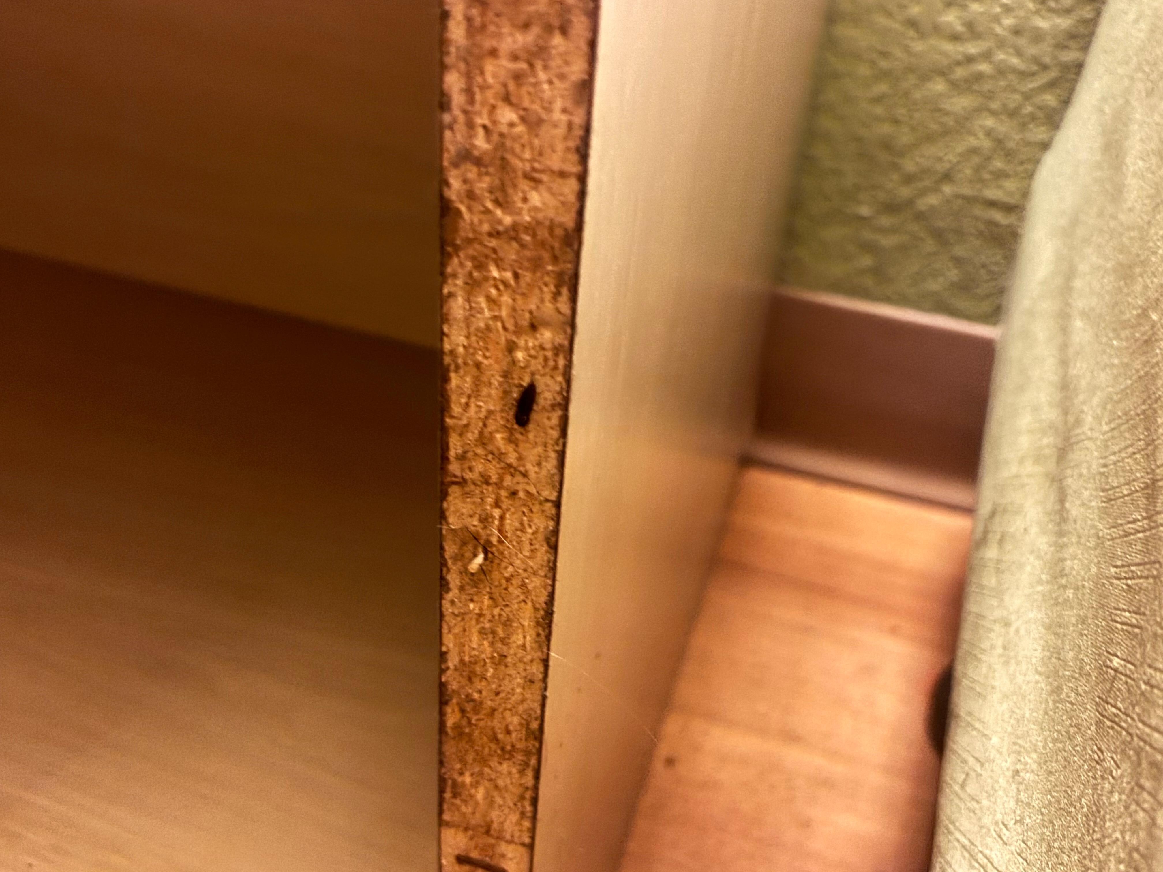 Bug