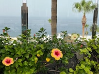 Floral display around pool
