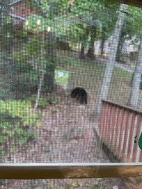 From the kitchen window