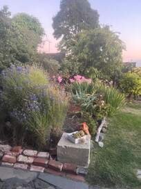 This was the view of her garden around sunset
