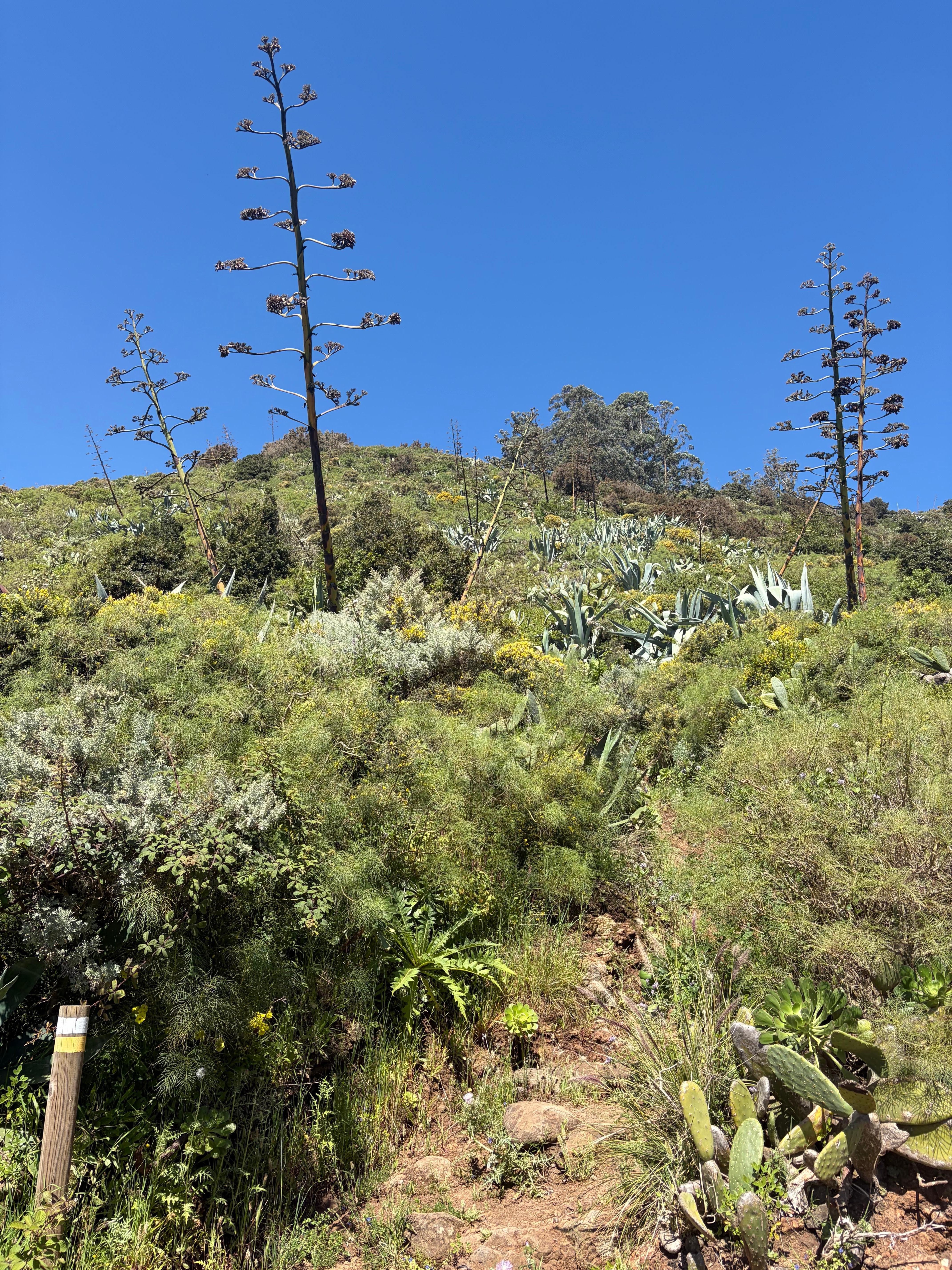 Ein Wanderweg durch üppige Vegetation fängt gleich am Haus an.