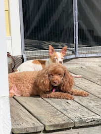 Great place for the dogs to relax!