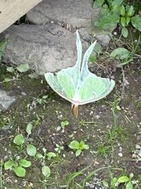 Luna moth