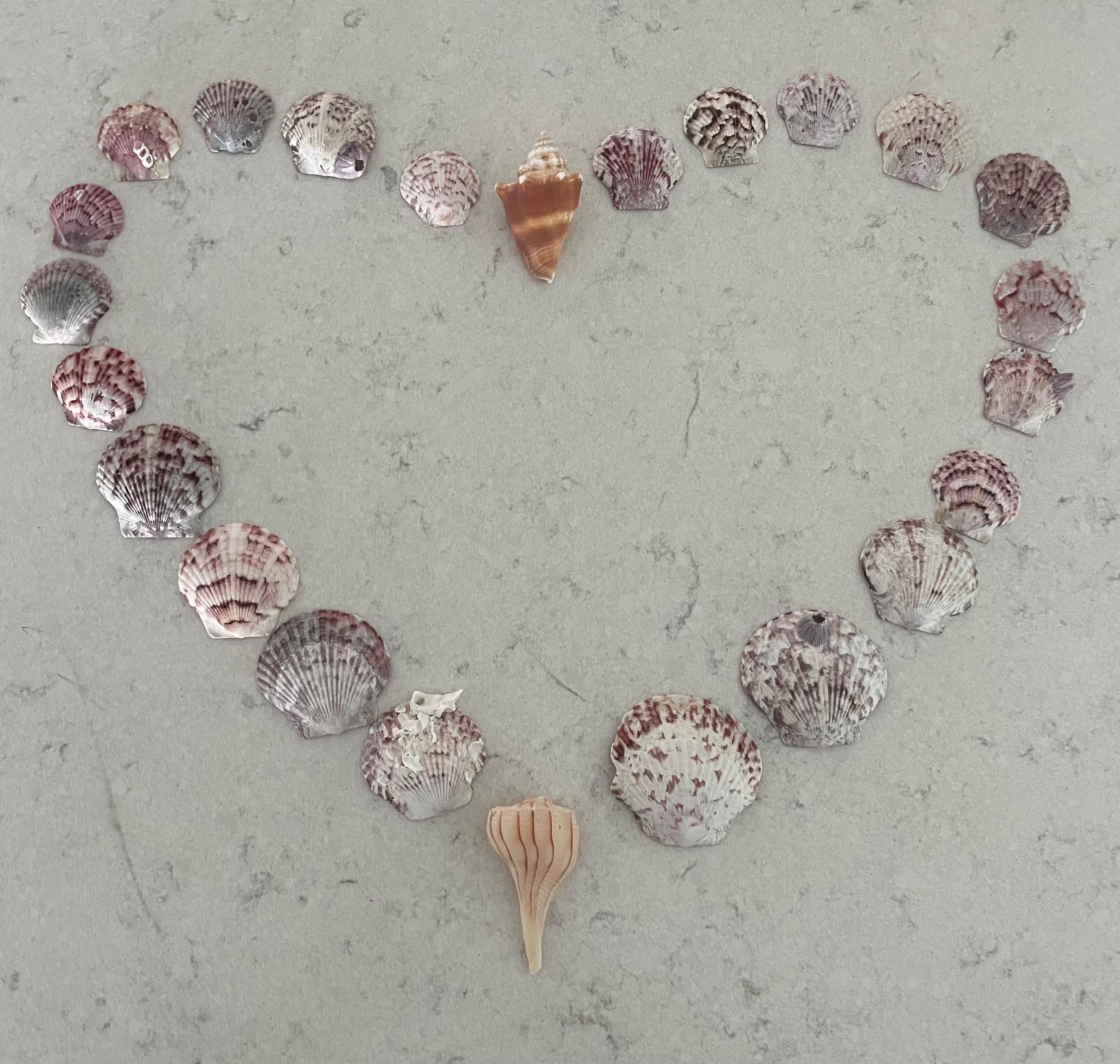 Sanibel shells