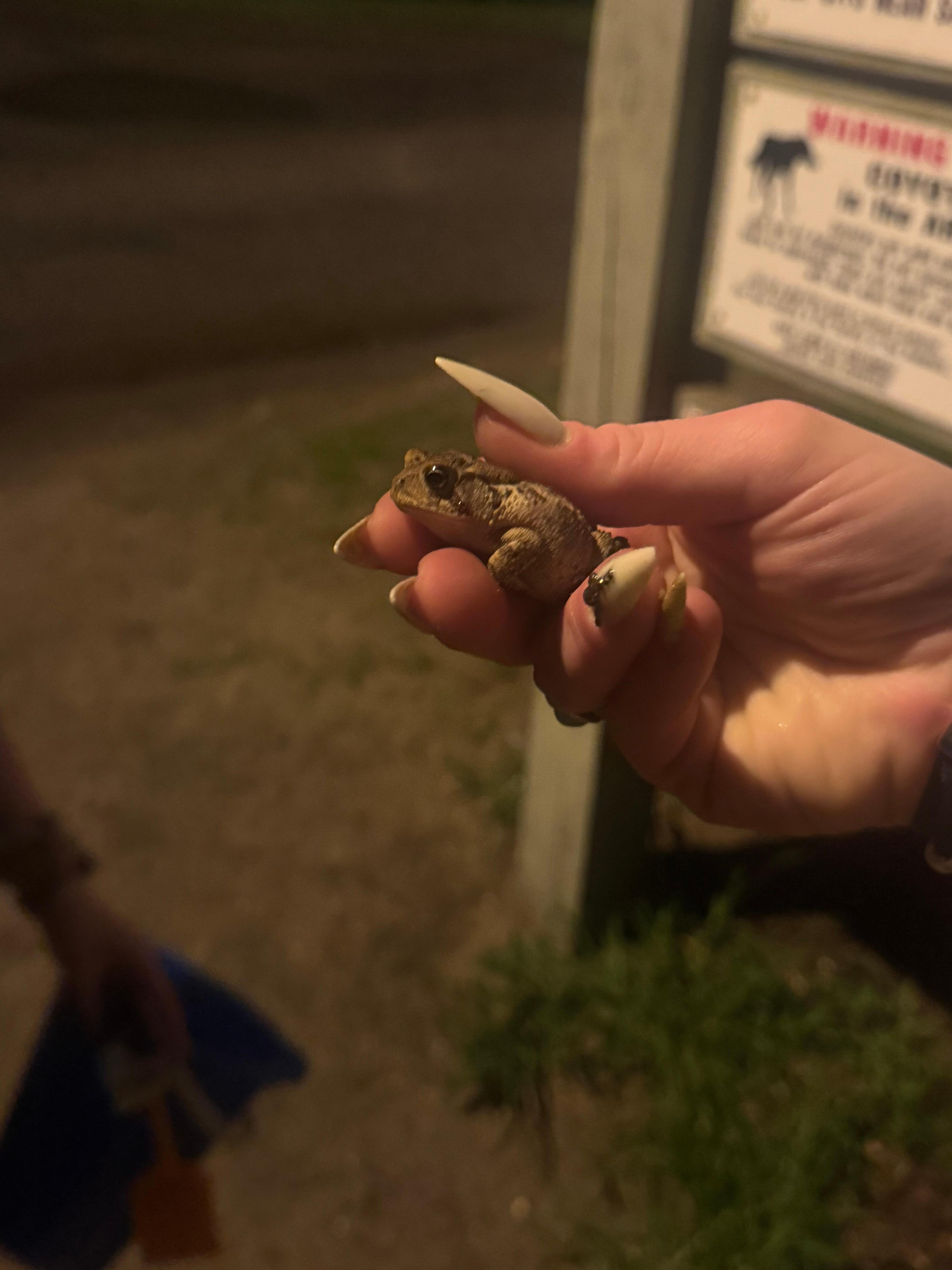Small bullfrog from the hallway