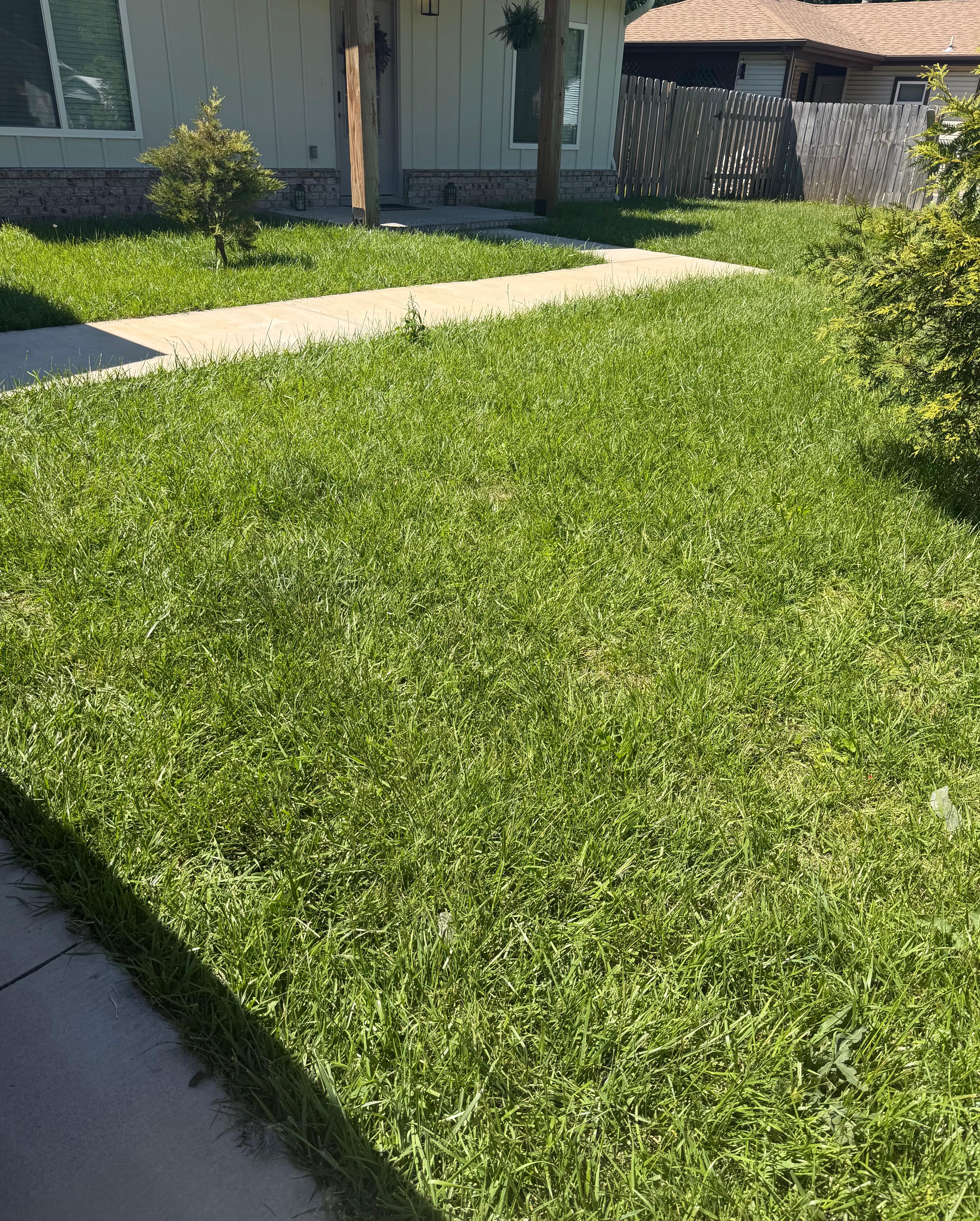 How tall grass is backyard was worse
