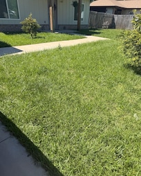 How tall grass is backyard was worse