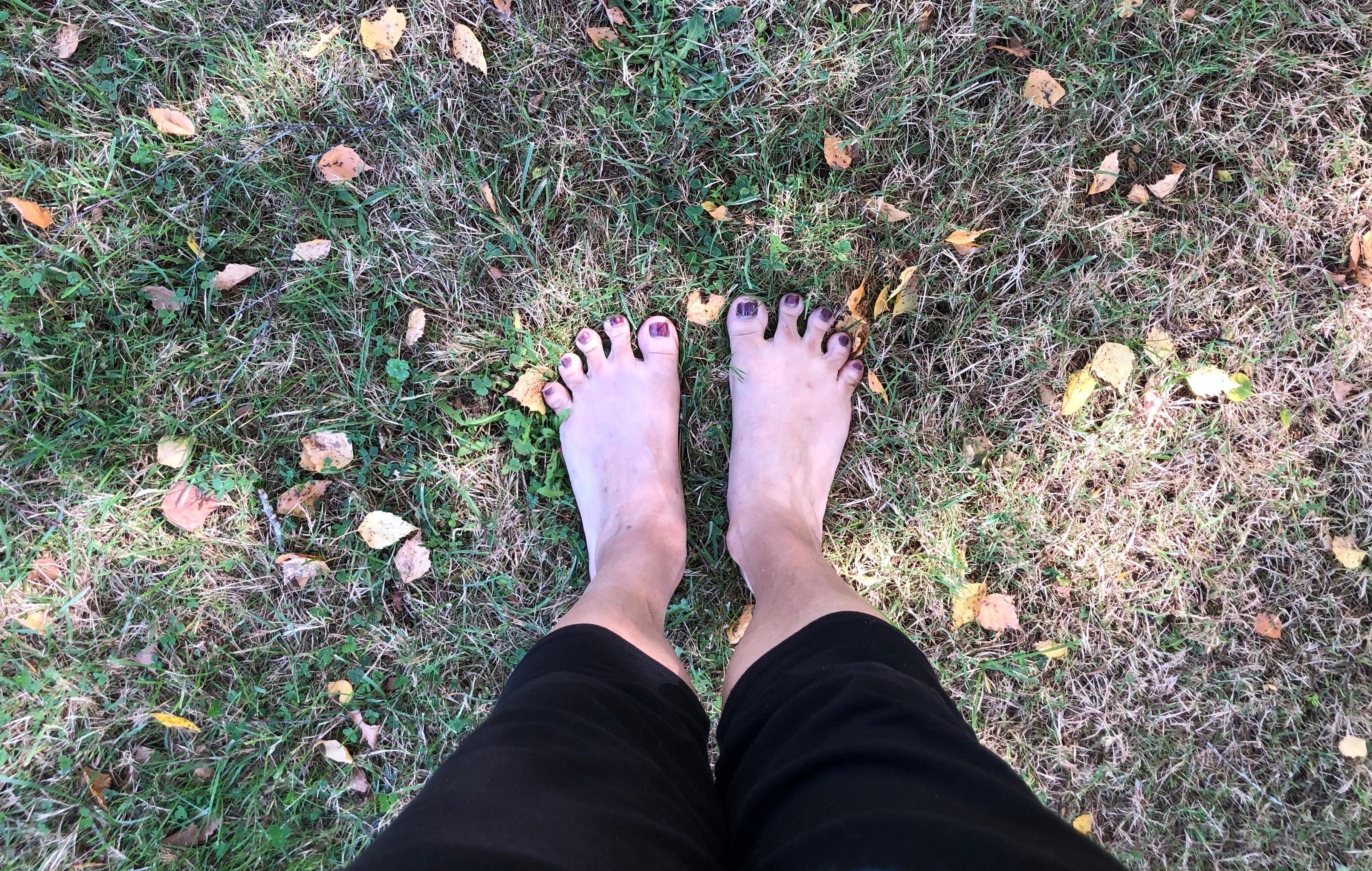 La pelouse qui entoure la maison 