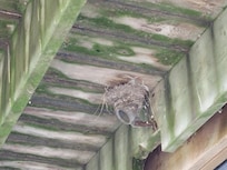 Birds nest was lovely to watch during our stay.
