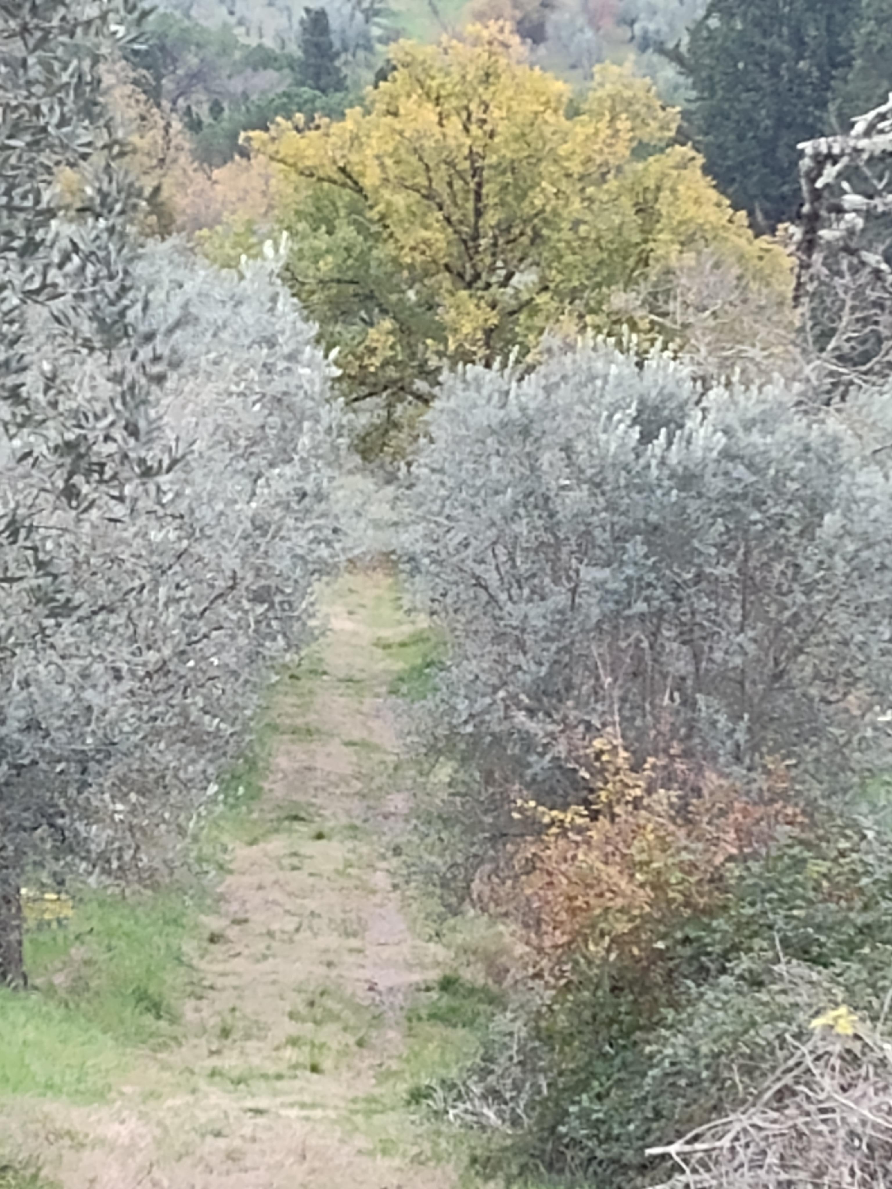 Path from the house to the town of Impruneta.