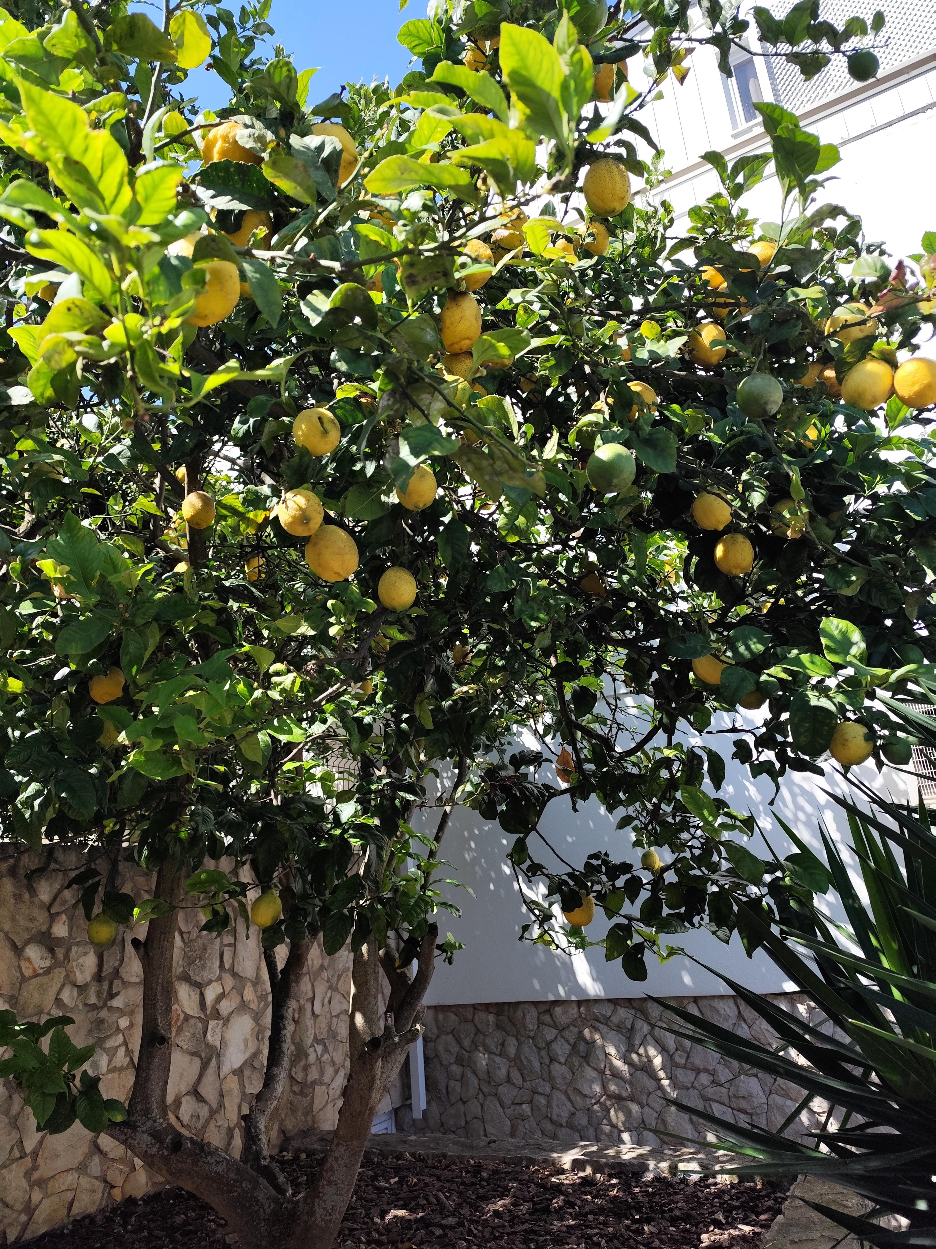 Lemon tea on site. I made lemon water