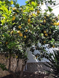 Lemon tea on site. I made lemon water