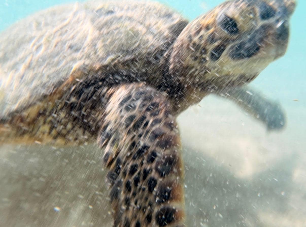 Swam with turtles 