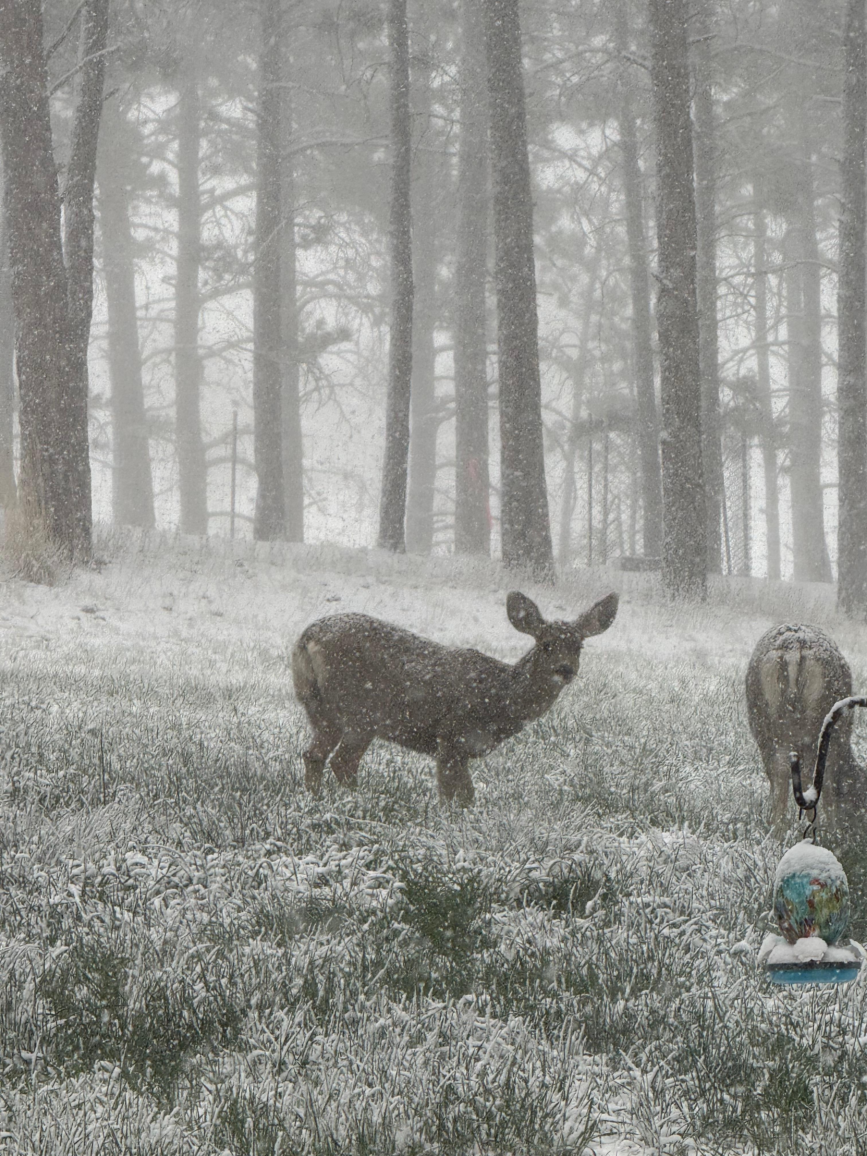 I heard a deer came by and visited for a while in the snow