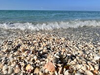 Shells on Sanibel Island
