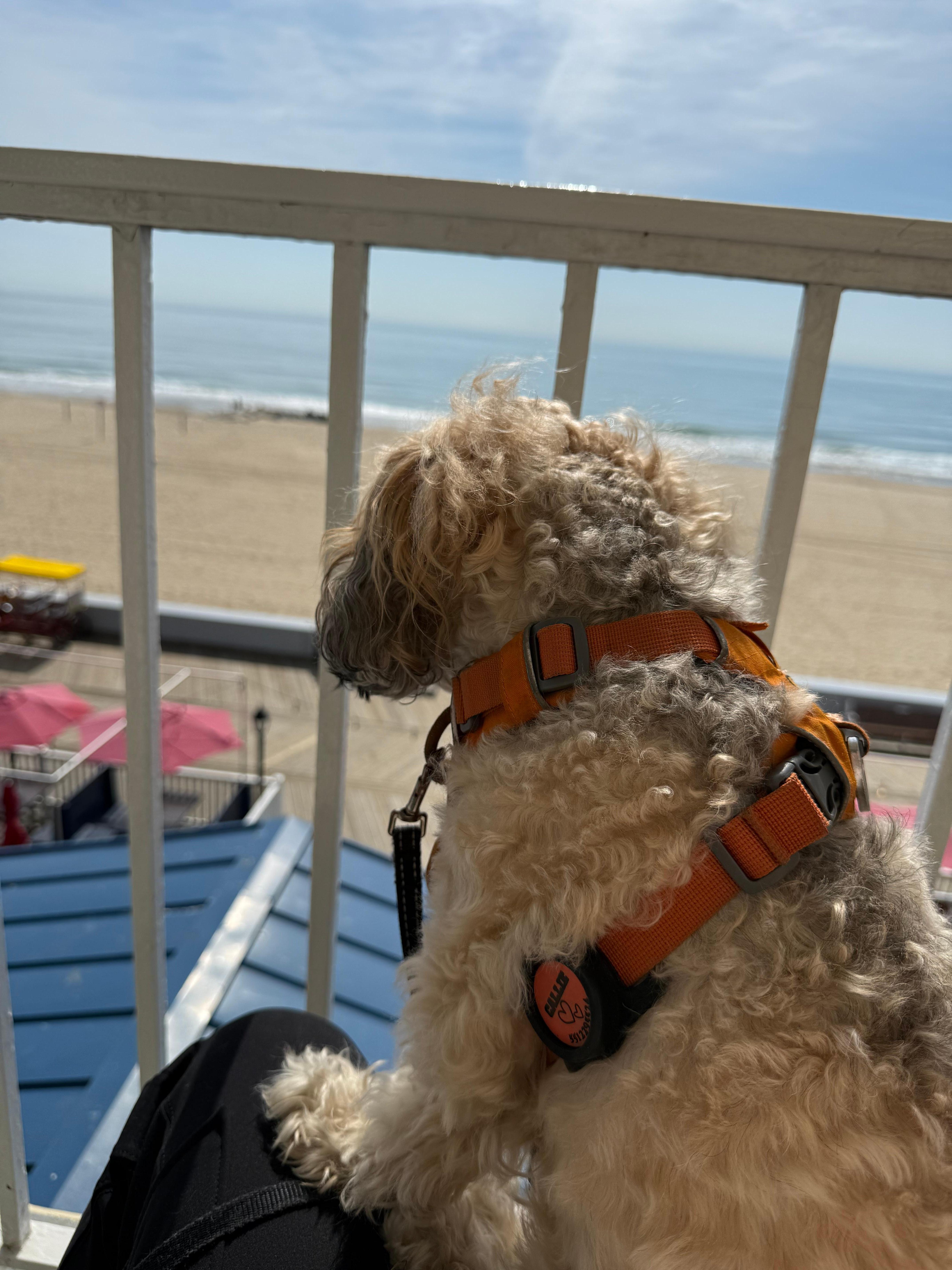Photo to show proximity to the beach. Our dog loved the view.