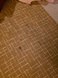 The other bed sheet and not sure what that is.