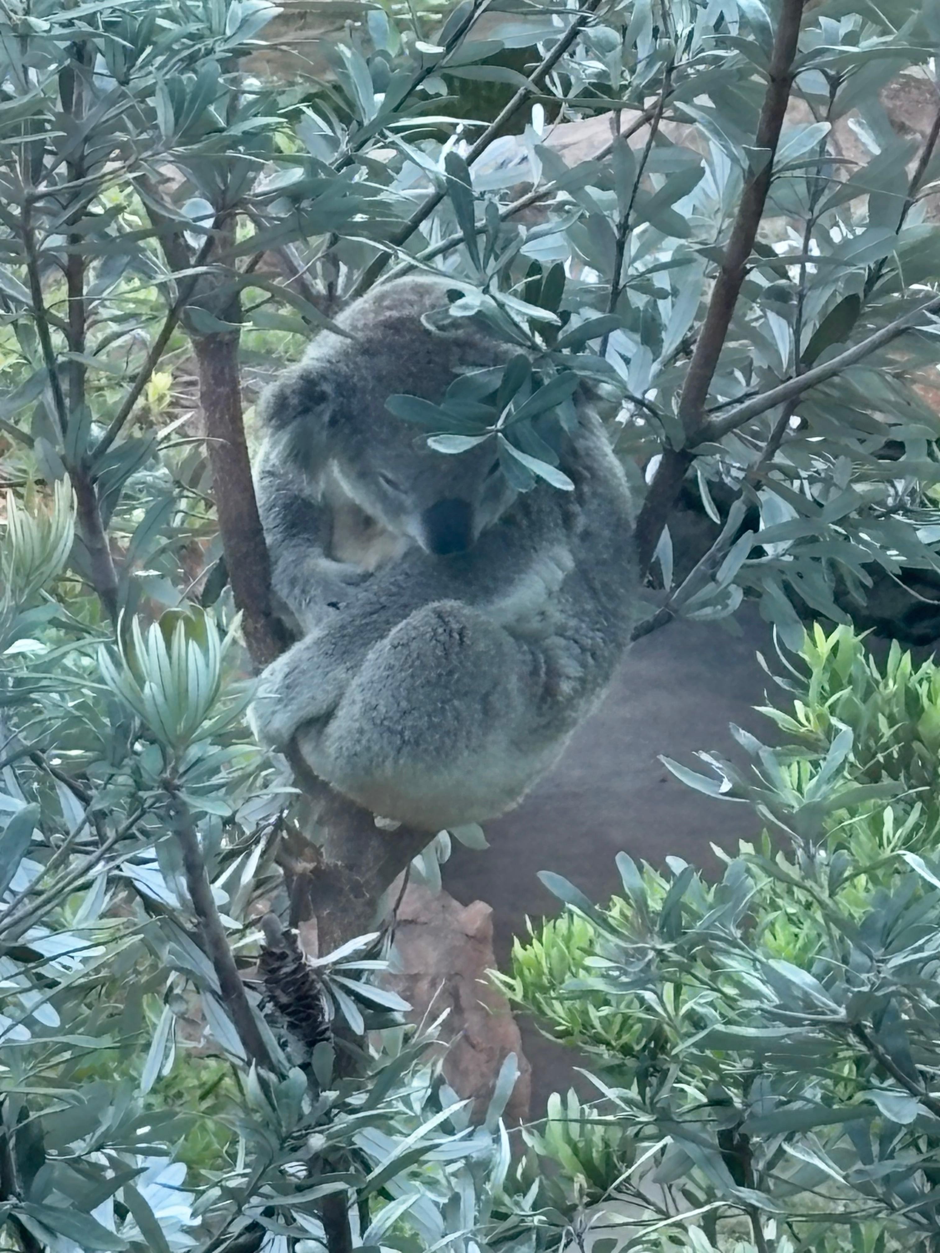 Cutie Koala just outside your window