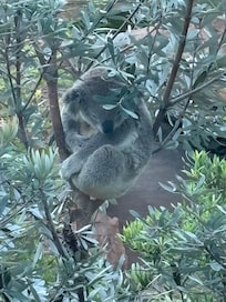 Cutie Koala just outside your window