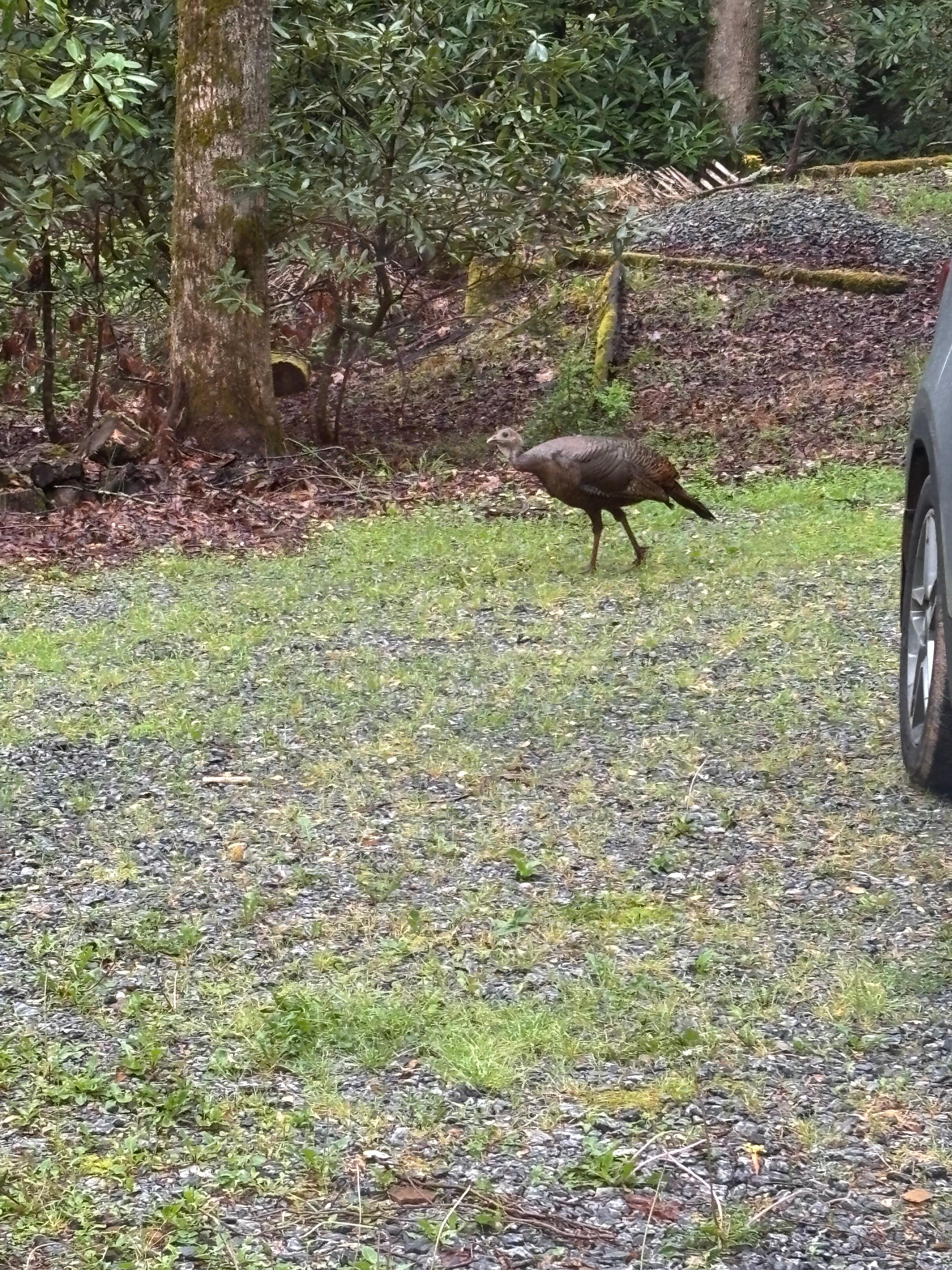 Mama turkey